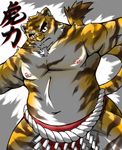  fat klaskk male mammal overweight solo tiger 