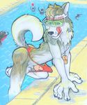  2009 blue_eyes canine daugvolf dog husky lifeguard male pool solo swimming swimsuit thong tongue visor water whistle 
