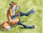  fox male mammal ruaidri socks solo 