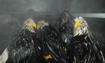  avian bird eagle fail photo wet_feathers 