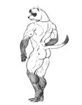  back back_turned beefcake biceps butt claws ferret gloves_(marking) greyscale hair looking_at_viewer looking_back male mammal markings monochrome muscles mustelid necklace nude pawpads plain_background pose smile socks_(marking) solo standing sudonym toe_claws white_background 
