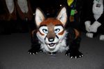  canine fox foxfur fursuit looking_at_viewer mammal rawr real scribblefox 