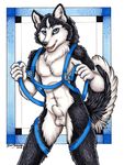  2008 abs balls blue_eyes canine colored dog framed harness husky looking_at_viewer male nude raised_tail sheath sled_dog smile solo standing tail xianjaguar 