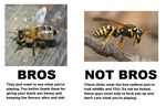  bee bro bros comparison dialog dialogue english_text feral funny fuzzy hornet humor insect invalid_tag lol lulz not_bros photo real stinger text the_truth troll unknown_artist wasp yellow_jacket 