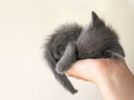  animal cat cute feline feral grey hand human kitten photo real sleeping wallpaper 