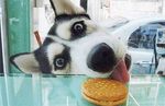  canine cookie cute do_want dog feral food husky looking_at_viewer real tongue 
