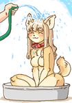  blush breasts canine dog female happy hose human kin-shun mammal plain_background water white_background 