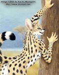  butt feline female kacey looking_at_viewer nude savannah serval solo tree 