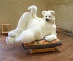  bd bear fursuit human photo polar_bear real solo 