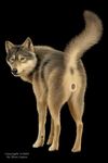  anatomically_correct anus canine canine_pussy cyber ebon_lupus feral looking_back photorealism pussy solo tail wolf 