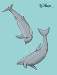 animal cetacean dolorcin dolphin female feral looking_back mammal marine plain_background pussy sea underwater water 