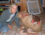 capybara feral human photo real rider rodent saddle 