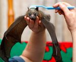  bat black_eyes brushie_brushie_brushie brushing cute feral flying_fox fruit_bat grooming looking_at_viewer photo real snout toothbrush wings 