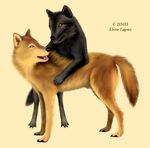  black canine ebon_lupus feral friends gold hug paws photorealism tail wolf 
