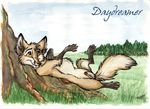  canine daydreamer feral fox male penis solo tail tani_da_real 