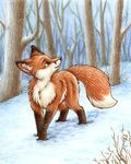  canine feral fox outside silentravyn snow solo 