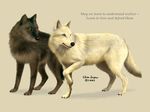  black_and_white canine ebon_lupus feral monochrome photorealism wolf 
