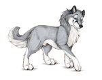  canine feral grey josepaw penis sheath solo wolf 