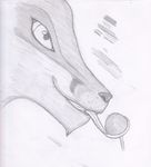  canine fox hi_res jacora licking lollipop tongue 