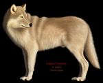  canine ebon_lupus feral male photorealism solo thunder wolf 