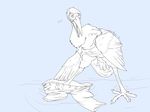  avian beak bird male proxer transformation wings 