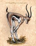  antelope bent_over erection gazelle gazelle_penis herm intersex nude penis rog_minotaur solo thomson_gazelle 
