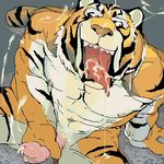  anthro cum feline gay male mammal penis tiger unknown_artist 