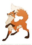  2002 canine feral fox male orange04 solo 