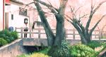  bow cat cherry_blossoms flower kimura_(pixiv178485) original school_uniform solo tree 