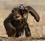  avian beak bird feathers feral man_bird_sloth owlbear photo what what_has_science_done 