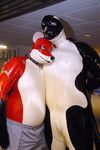  canine cetacean collar fox furry_lifestyle fursuit human latex marine orca photo real what 