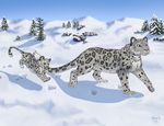  cub cute feline kari playful snow snow_leopard 