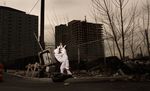  cityscape fursuit lagomorph photo rabbit real sex urban_decay what 