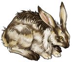  feral kiz lagomorph piercing rabbit solo tribal 