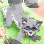 all_fours blue_eyes blush claws collar grass grey leash looking_at_viewer male raccoon tail zen 