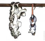  blue_eyes cub feline female feral hanging humour lol mother possum raised_tail rape_face snow_leopard tail tani_da_real upside_down virginia_opossum 