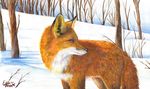  2005 canine eosfoxx feral fox outside snow solo winter 