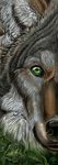  alectorfencer canine close-up detailed feral green_eyes half male portrait solo wolf 