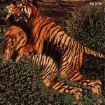  1996 feline female male mr_x photo photomorph sex straight stripes tiger whiskers 