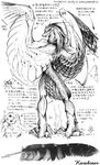  1999 anatomical_study anatomy avian bird karabiner male nude wings 