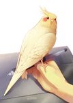  cockatiel comic era_(traveling_bird) hands holding_stylus original parrot sitting 