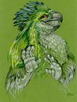  avian cara_mitten do_not_want grin nah_i&#039;m_good no_thanks parrot solo 