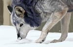  canine feral rate114 snow solo wolf 