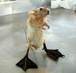  cute duck flippers hybrid mouse rodent rogue_taxidermy solo taxidermy unknown_artist what what_has_science_done 