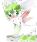  anus bath blush exposed female green_eyes hatsuga pawpads pok&eacute;mon pok&eacute;morph pussy shaymin shaymin_(sky_form) solo white 