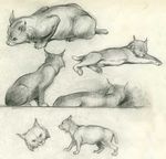  clair_weeks disney feline feral lynx sketch 
