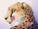  cheetah feline licking licking_lips looking_back looking_over_shoulder male mammal plain_background rajii solo tongue white_background 