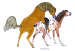  anal anus cum equine feral gay hooves horse male penis randy_muledeer 