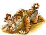  feline kuma stripes tail tiger transformation unknown_artist 