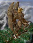  abs armor avian beak bird branch brown_feathers claws cloud falcon front male mountain muscles outside pecs solo standing sudonym sword topless warrior weapon wings 